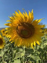 Naklejka premium sunflower in the field