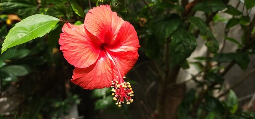 Red hibiscus flower © Pande
