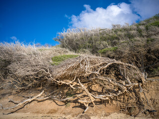 Arid Hillside with Dry Sage Brush and Blue Sky Overhead.