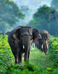 Obraz premium Majestic Asian Elephant Walking Through Lush Green Jungle Habitat, Generated image