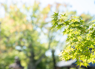 爽やか青紅葉