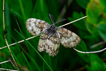 Obraz premium Heidespanner // Common heath (Ematurga atomaria) - Prokletije National Park, Montenegro