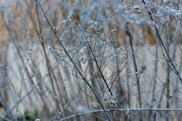 Russian sage, Perovskia Blue Spire, plant in winter close up, nature background, garden design