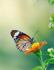 Fototapeta premium Plain Tiger Butterfly on Orange Flower, Natures Beauty, Insect, Generated image