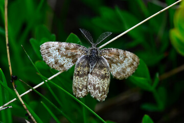 Heidespanner // Common heath (Ematurga atomaria) - Prokletije National Park, Montenegro