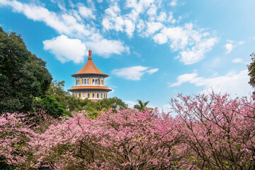 Obraz premium Wuji Tianyuan Temple with beautiful cherry blossom in Taiwan