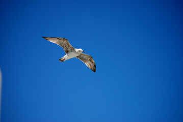 Eine Möwe fliegt vor strahlend blauem Himmel
