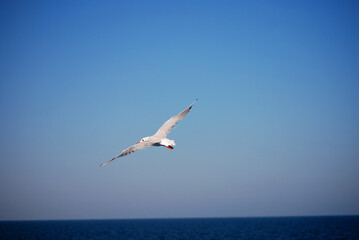 Eine Möwe fliegt vor strahlend blauem Himmel