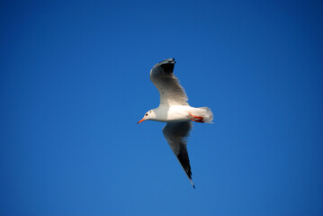 Eine Möwe fliegt vor strahlend blauem Himmel