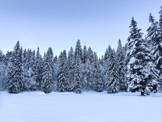 winter landscape. winter pine forest. pine tree forest. nature background. winter snowy background 