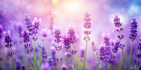 Obraz premium Long Exposure Lavender Flowers, Soft White Background, Botanical Photography, Purple Floral, Nature