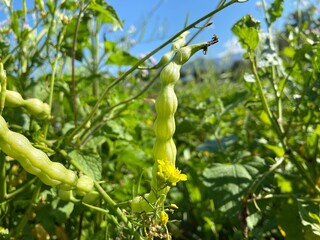 Rat-tailed Radish in the vegetable garden