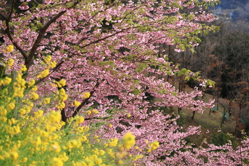 色鮮やかなピンク色の早咲き桜