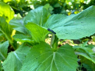 Close-up of Mustard Greens in a Garden