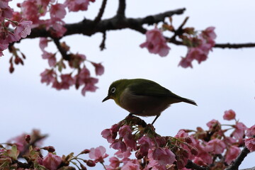 色鮮やかなピンク色の早咲き桜