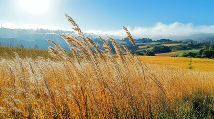 Golden Grassy Field with Rolling Hills