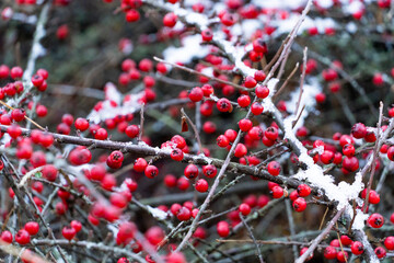 Red Berries of Cotoneaster horizontalis (Wall Spray) in winter with snow on branches