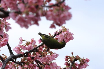 色鮮やかなピンク色の早咲き桜