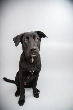 Close-up portrait of a Black German shepherd labrador retriever dog sitting in front of a grey background