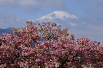 色鮮やかなピンク色の早咲き桜