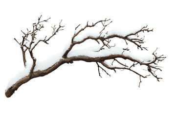 A branch with snow