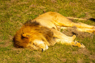 ライオンの写真