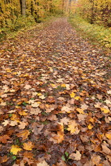 A trail in the forest in the fall, Sainte-Apolline, Québec, Canada