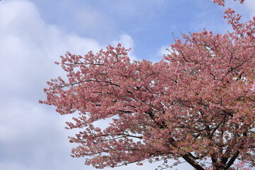 色鮮やかなピンク色の早咲き桜