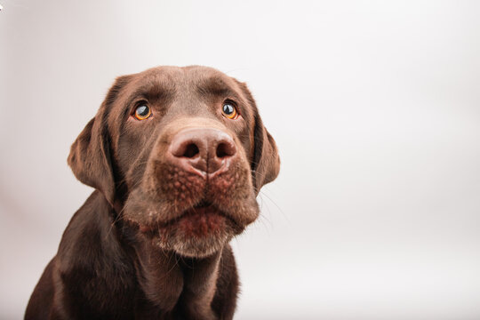 Close-up portrait of a chocolate labrador retriever sitting in front of a grey background