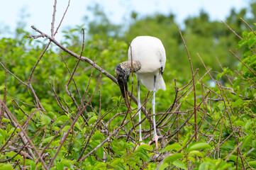Wood Stork (Mycteria americana) building on the nest in tree, Wakodahatchee wetland, Florida, United States.