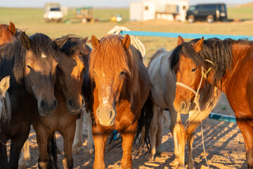 herd of horses 말