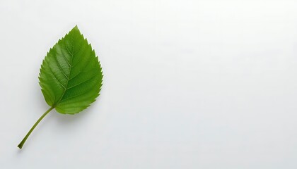 A single green leaf on a plain white background.