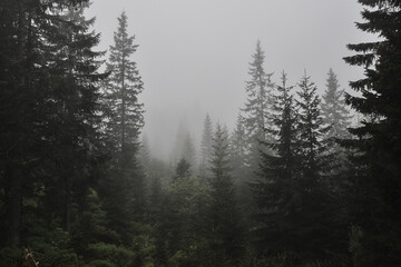 Las świerkowy we mgle, mglisty leśny krajobraz, wierzchołki drzew, mgła. Spruce forest in fog, foggy forest landscape, treetops, mist.  © Anita