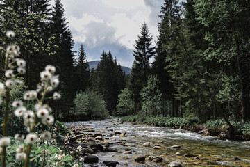 Wiosenny krajobraz doliny górskiej. Dolina górska, potok górski. Polskie góry, Tatry. Spring landscape of a mountain valley. Mountain valley, mountain stream. Polish Tatra Mountains. © Anita