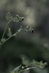 Rozwijający się liść paproci na rozmytym tle lasu. Bokeh. Leśna pocztówka.