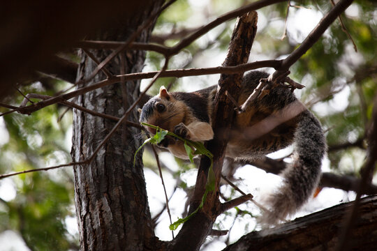 Close-up of a Malabar Giant Squirrel in a tree eating, Karnataka state, India
