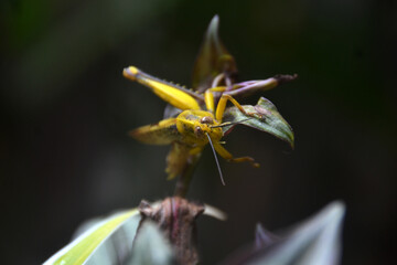Grasshoppers are a type of insect that likes to eat leaves