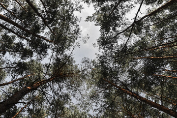 Drzewa widziane od dołu. Las sosnowy. Plakat. © Anita