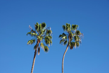 Obraz premium Two tall California fan palm trees under blue sky