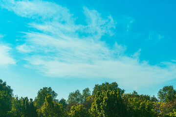 Peaceful Tree Under a Clear Blue Sky