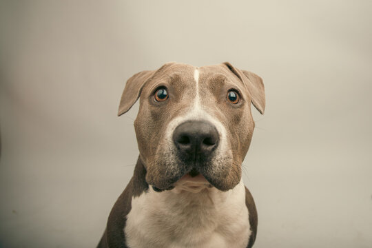 Close-up portrait of an American bully dog in front of a grey background