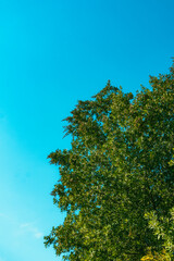 Peaceful Tree Under a Clear Blue Sky