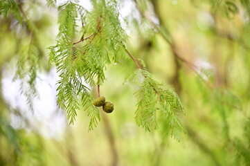 After the rain, the Bald Cypress, a native of southeastern U.S. wetlands, showcases its delicate feathery leaves and winged seeds that symbolize adaptability and natural elegance.