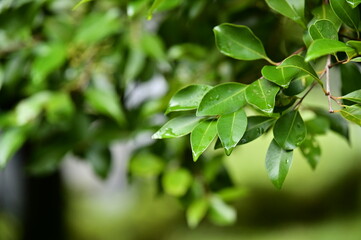 The leaves of the Banyan tree capture droplets from the recent rain, showcasing a delicate scene of...