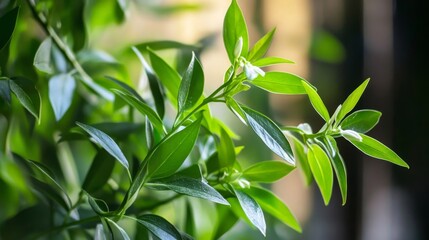 Obraz premium beautiful Andrographis paniculata plant