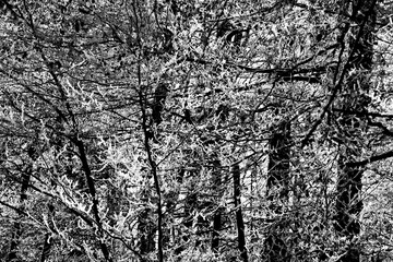 Trees and vegetation covered in ice crystals on a freezing winter's day.