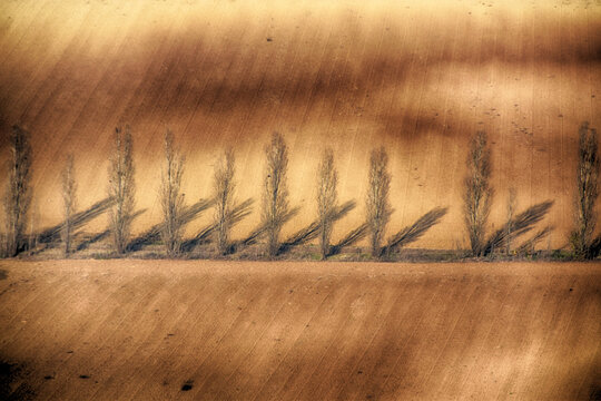 Aerial view of a row of poplar trees and their shadows in a wheat field, San Salvatore Monferrato, Alessandria, Piedmont, Italy