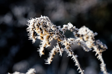 Trees and vegetation covered in ice crystals on a freezing winter's day.
