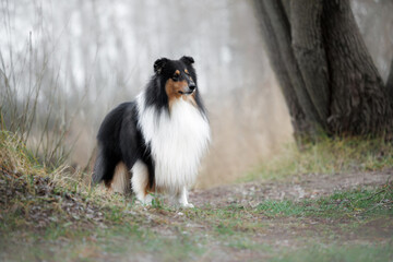 Obraz premium tricolor rough collie dog standing in the park in fog