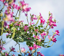 Bauhinia orchid tree